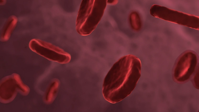 Почему у позвоночных животных кровь красного цвета и у кого она другая